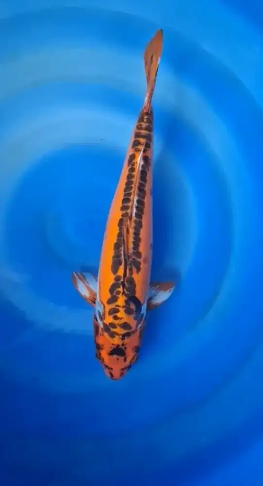 Ikan koi lokal kiko kikuryu 55up merah bata