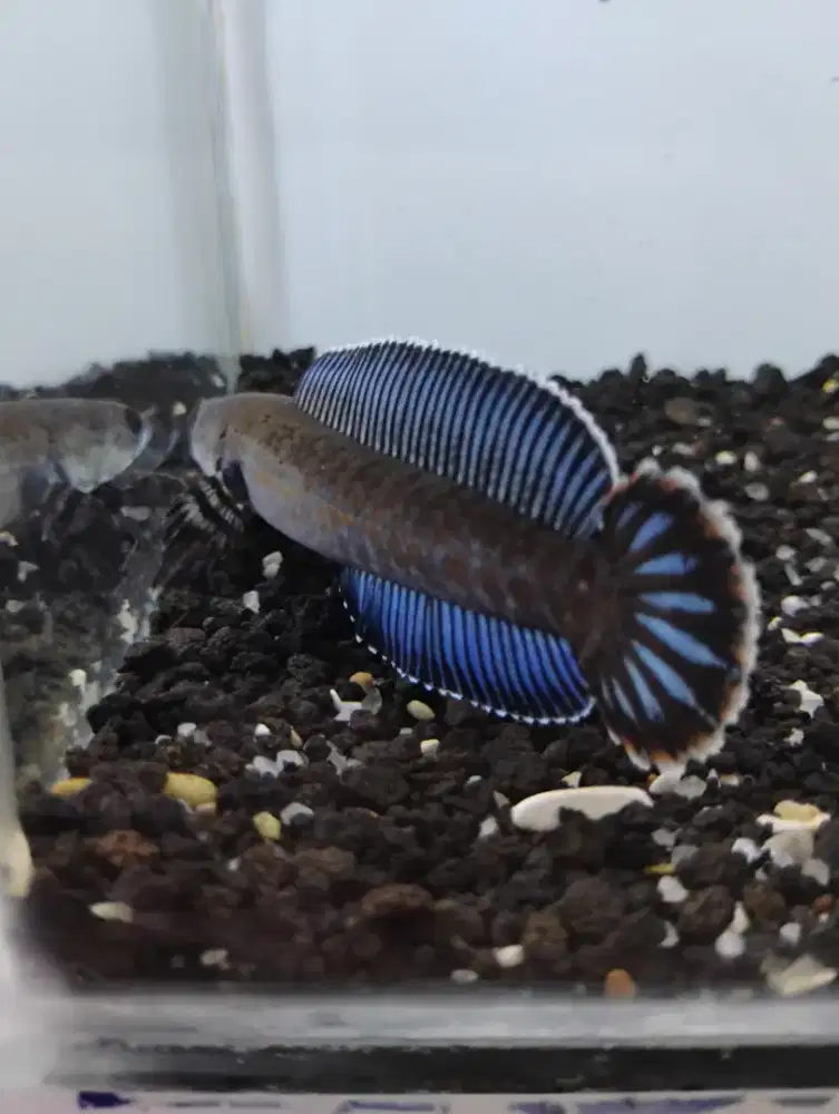 Channa Andrao 9_10cm Flering