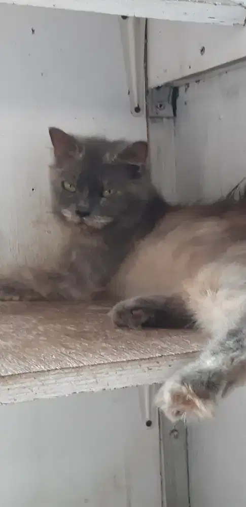 Kucing betina persia bigbone