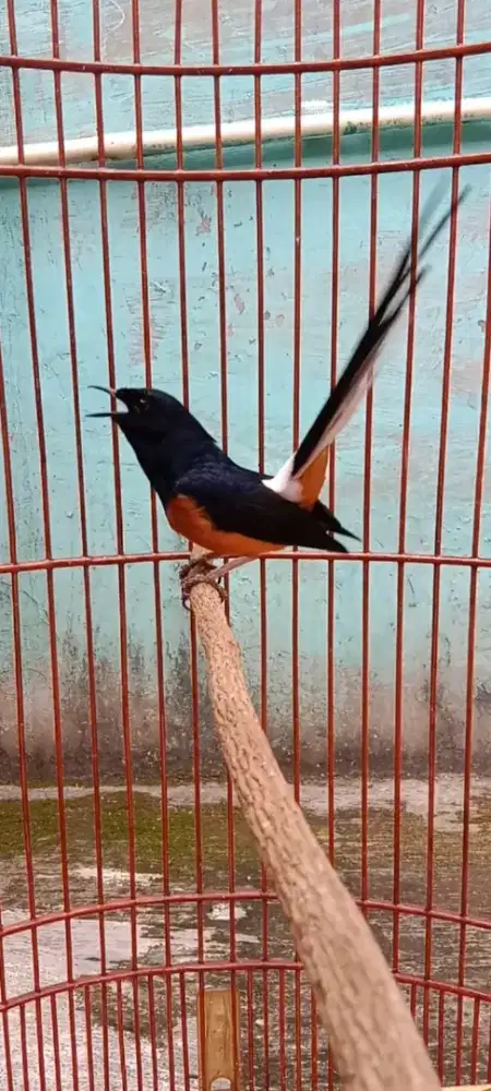 Murai medan lokal super gacor body gde volume toa mental fighter