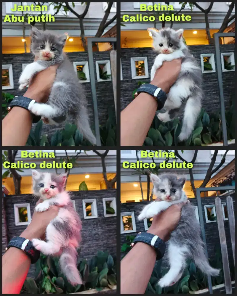 Kitten persia Longhair bulu kapas