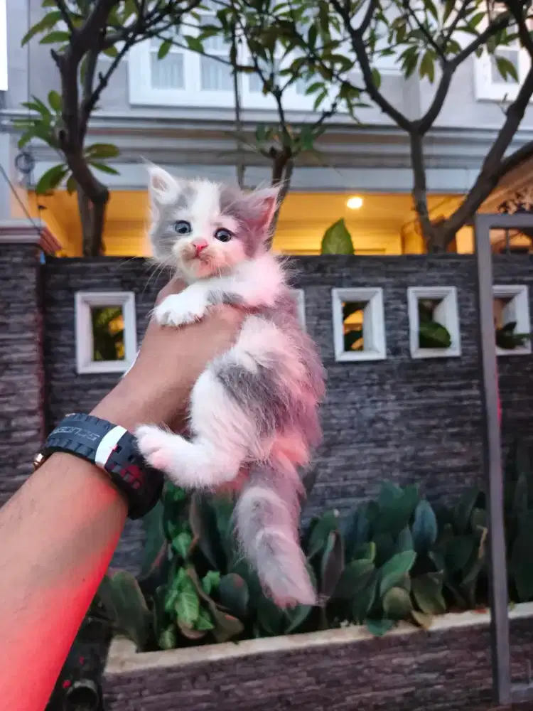 Kitten persia Longhair bulu kapas