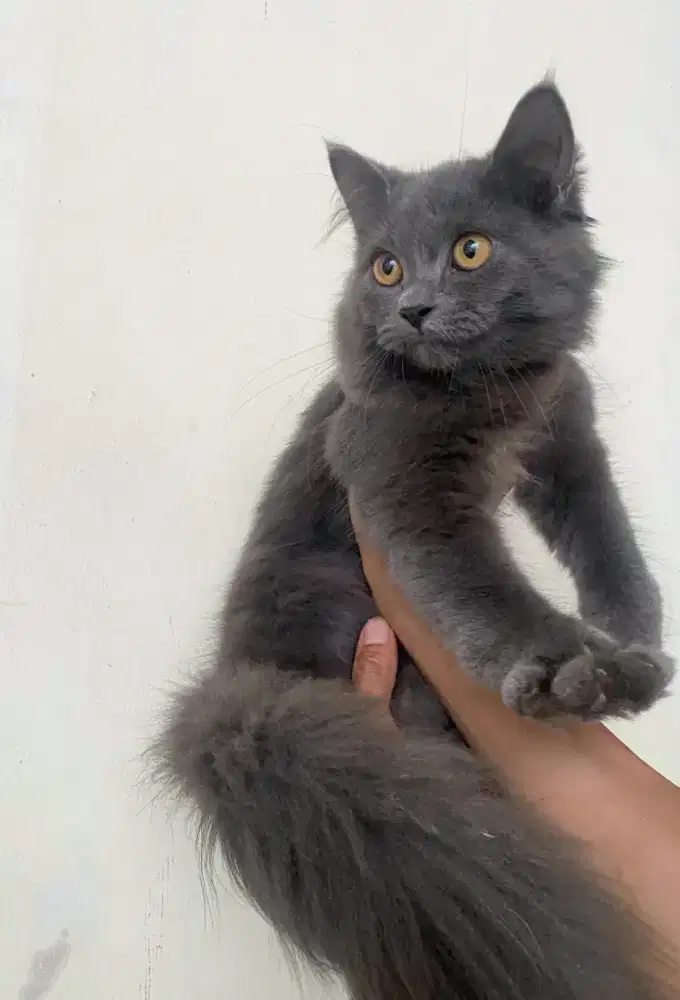 Kucing kitten mix British Longhair