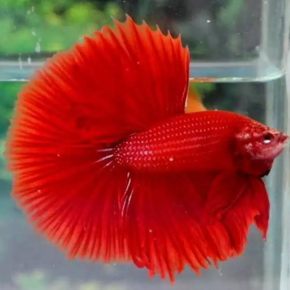 Ikan cupang hias berkualitas