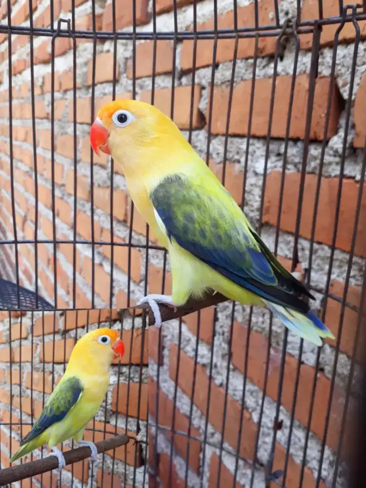 Lovebird biola PB Ewing dark vio