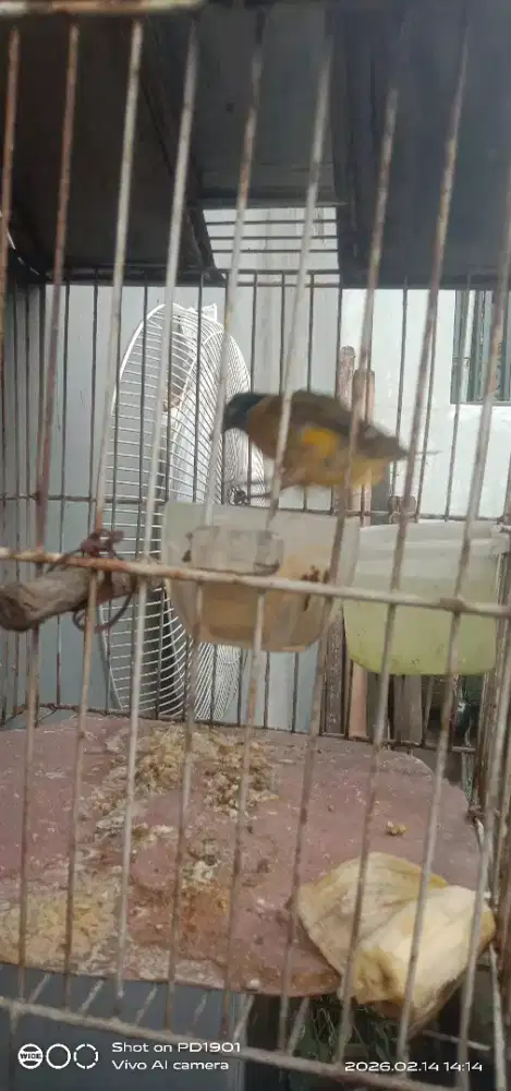 burung kutilang emas