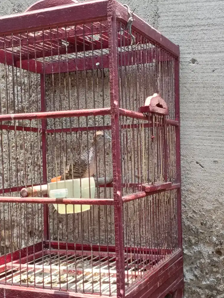 Perkutut Bangkok irama