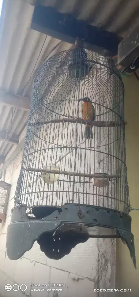 burung kutilang emas