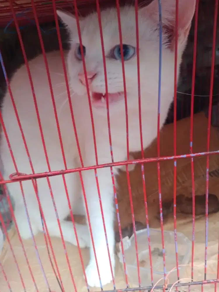 Dijual kucing peliharaan wanita full putih