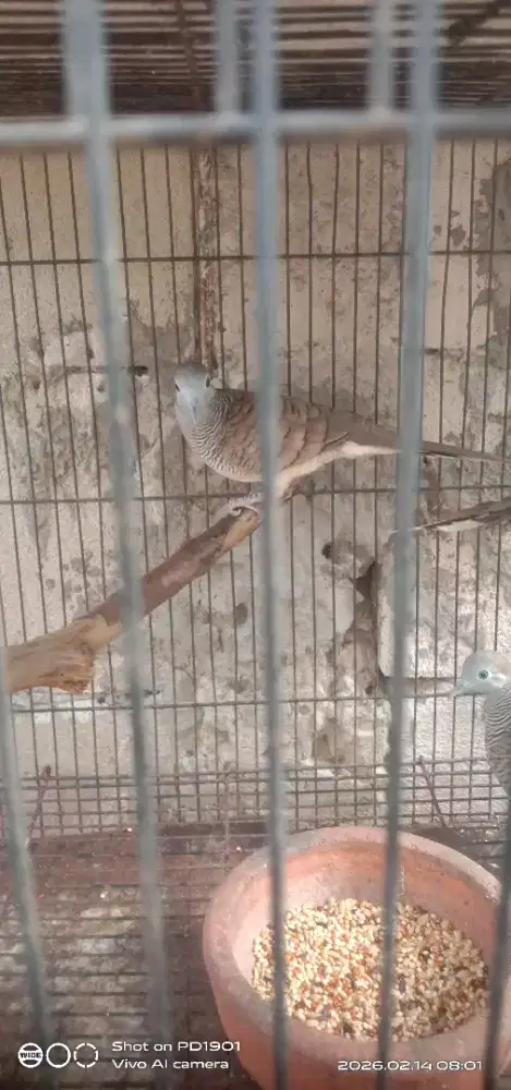 perkutut lokal gacor