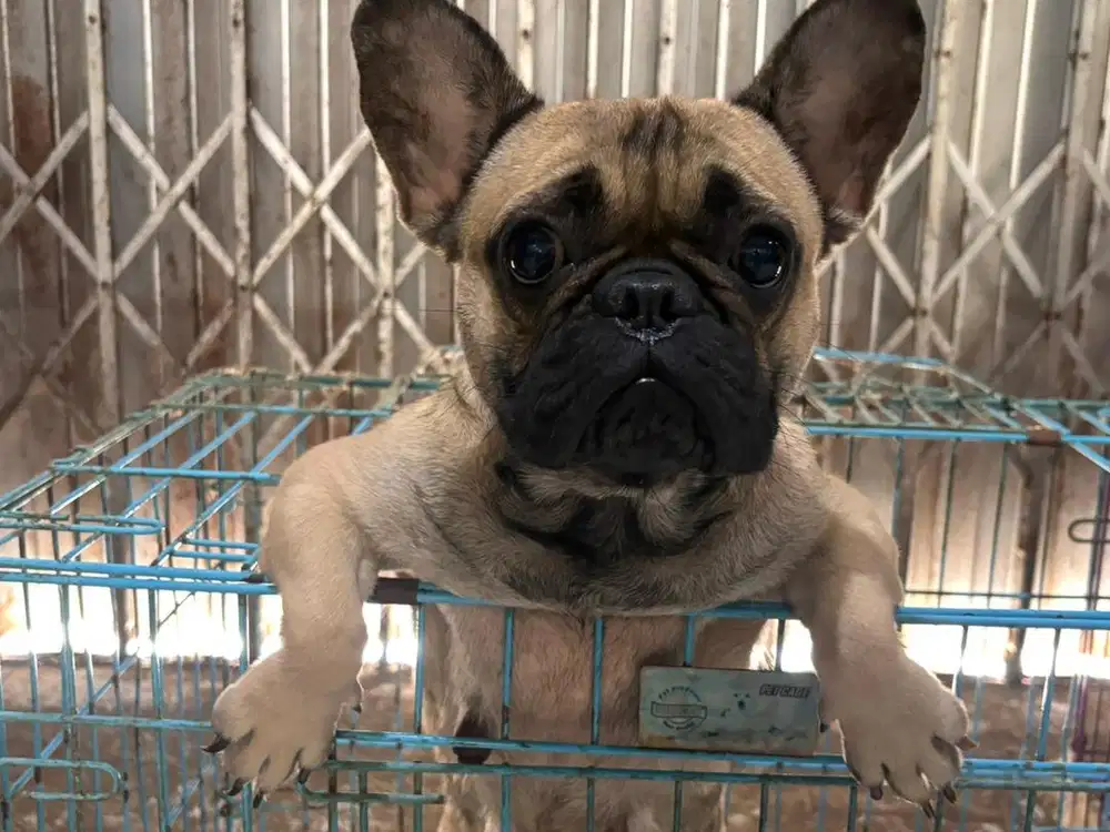 French buldog betina