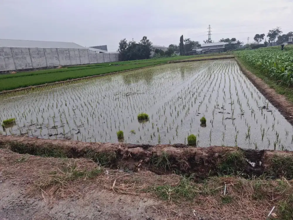 Dijual tanah pertanian dekat dg jalan raya