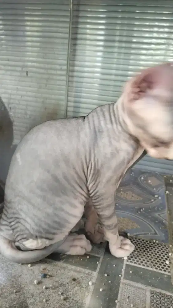 Sphynx siap adopsi usia lahir 10_11_2025 usia berjalan