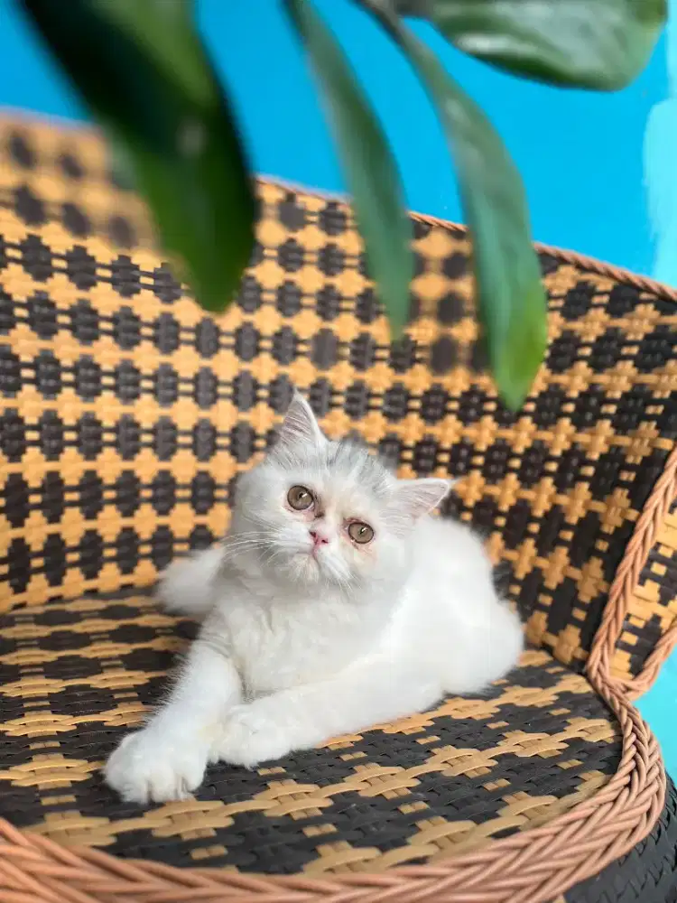 Kucing kitten betina flatnose