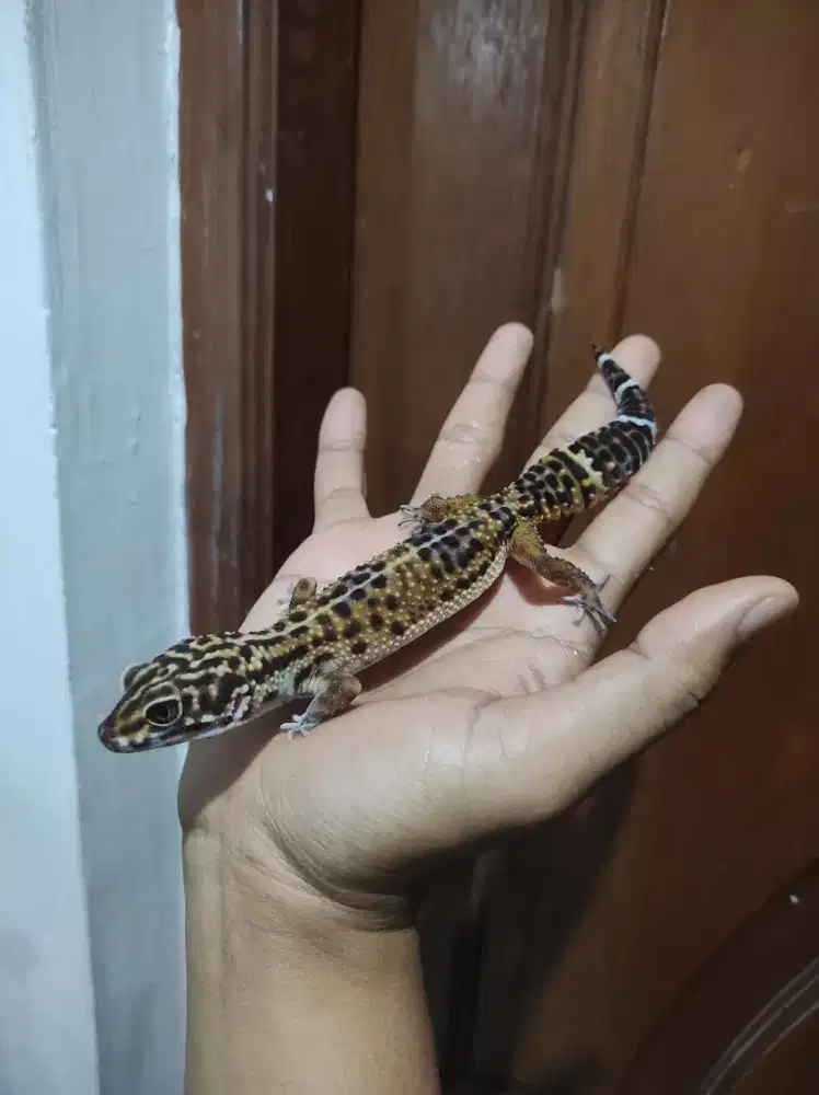 Gecko leopard BN Cross
