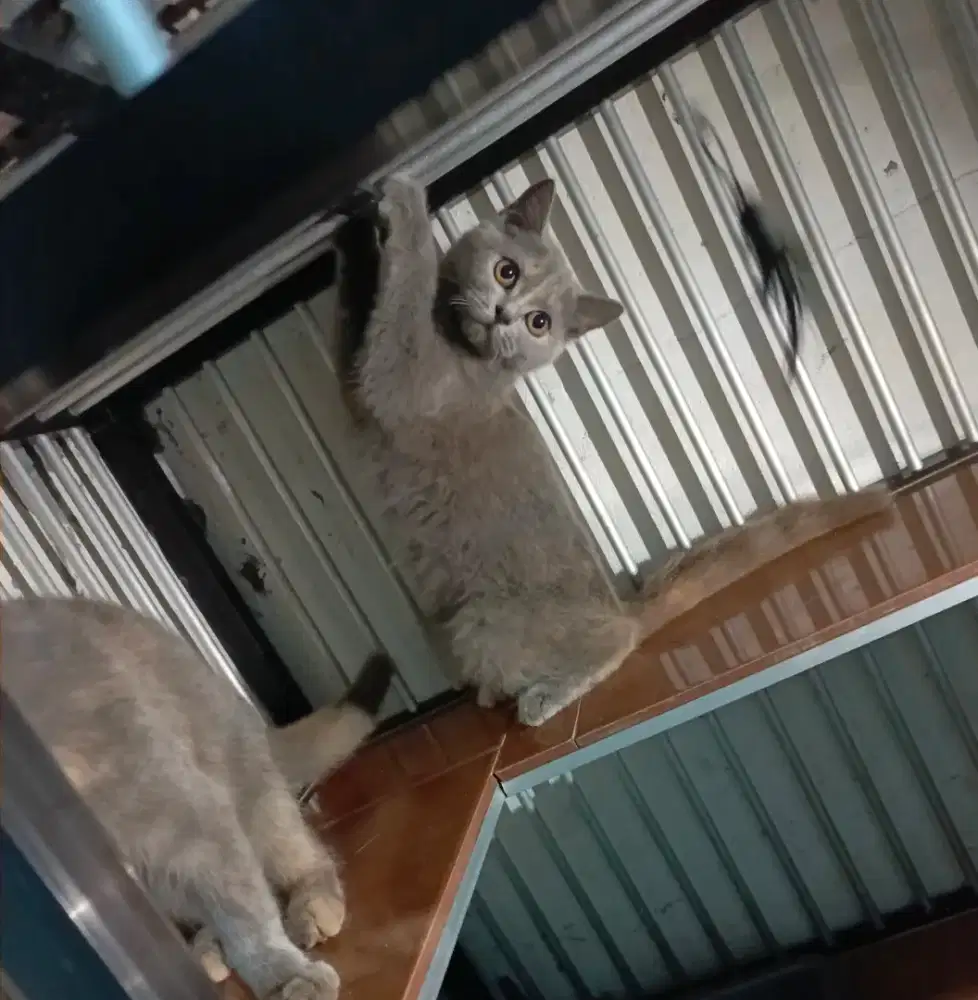 Bsh pure female kitten