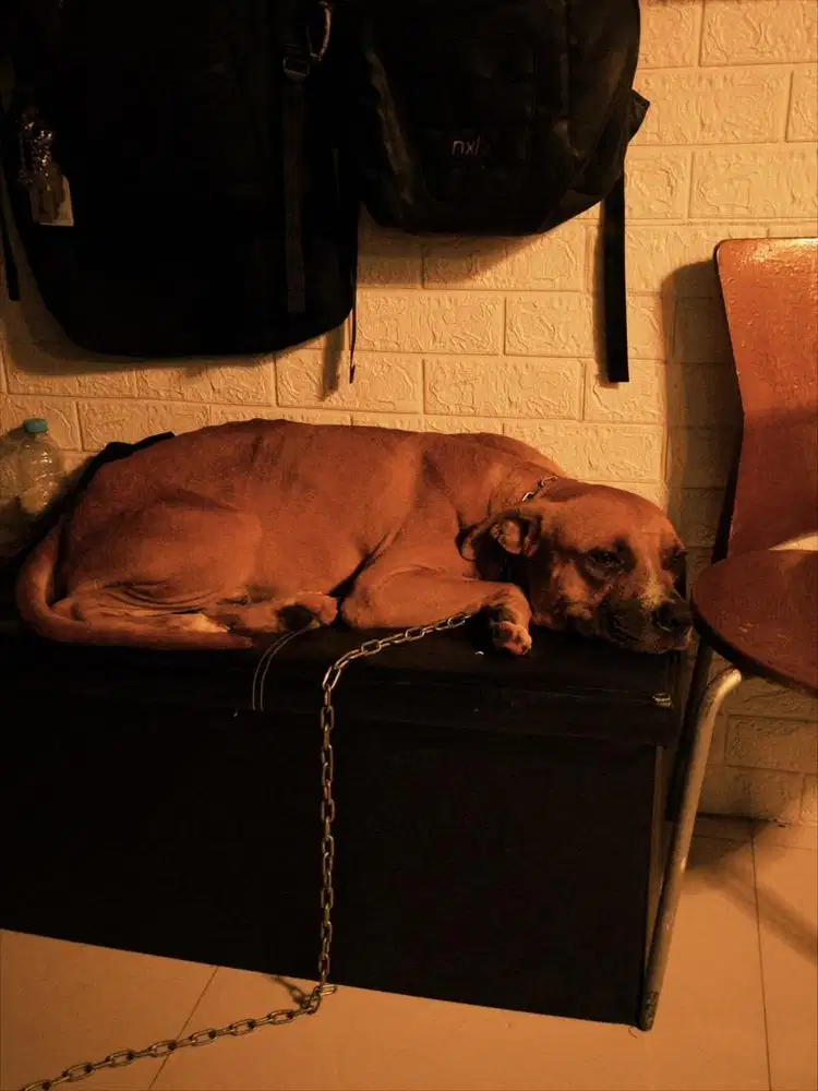 Anjing Pitbull jantan