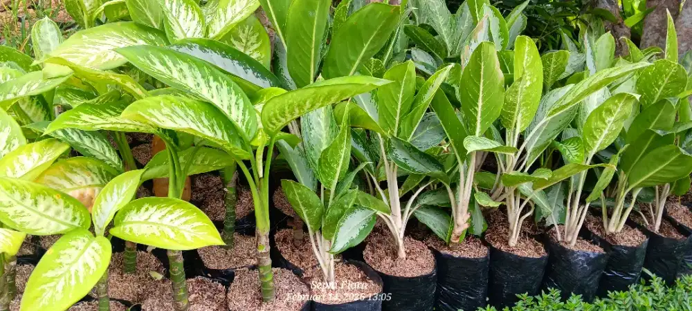 Tanaman Blanceng Silver | Harga Tanaman Bisa di sesuaikan