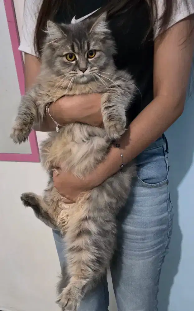 Jual kucing persia jumbo