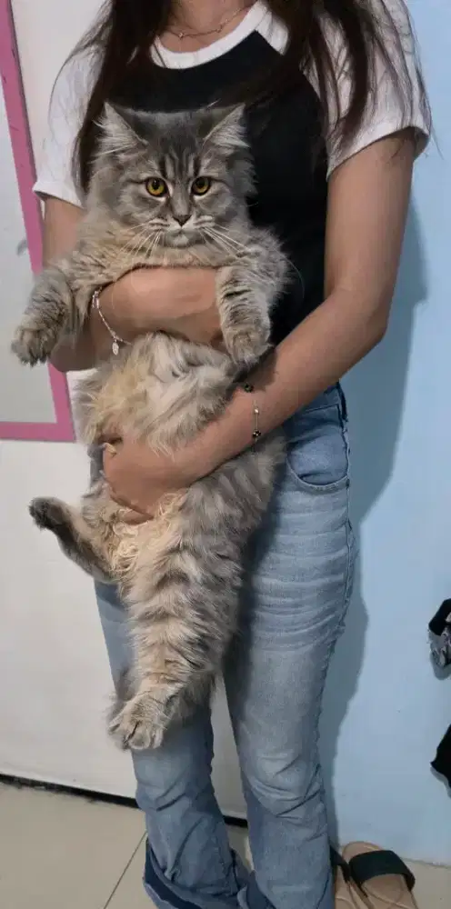 Jual kucing persia jumbo