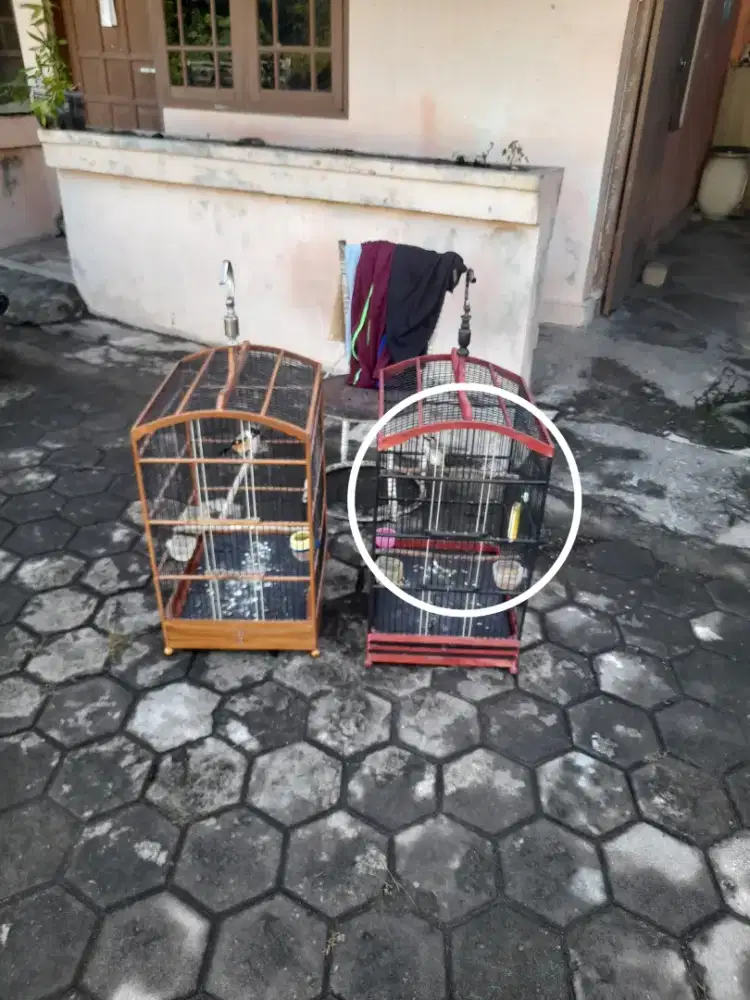 Cendet & trucuk fullsett