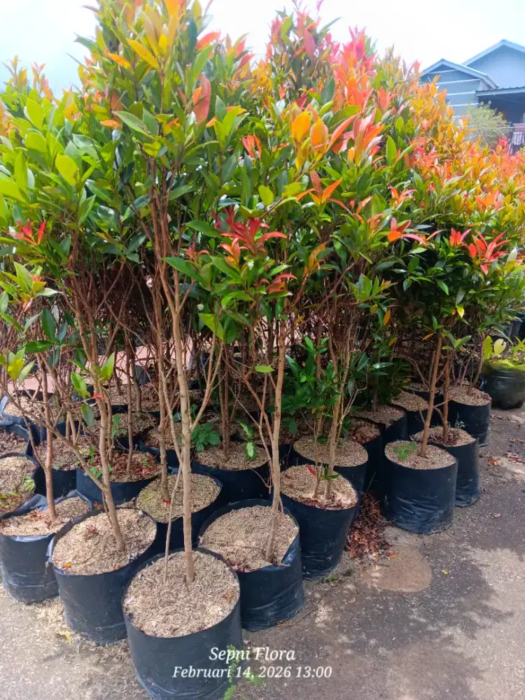 Tanaman Pucuk Merah | Ukuran 1 meter