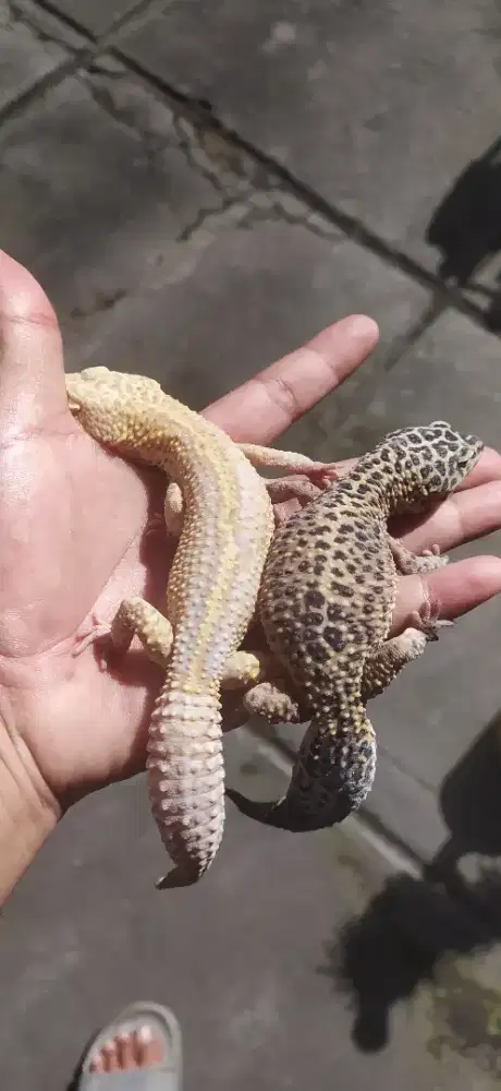 Gecko sepasang gemoy