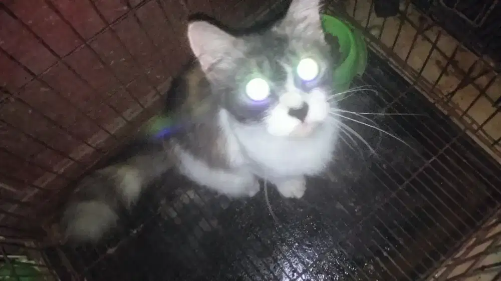 Kucing Persia 3 warna betina