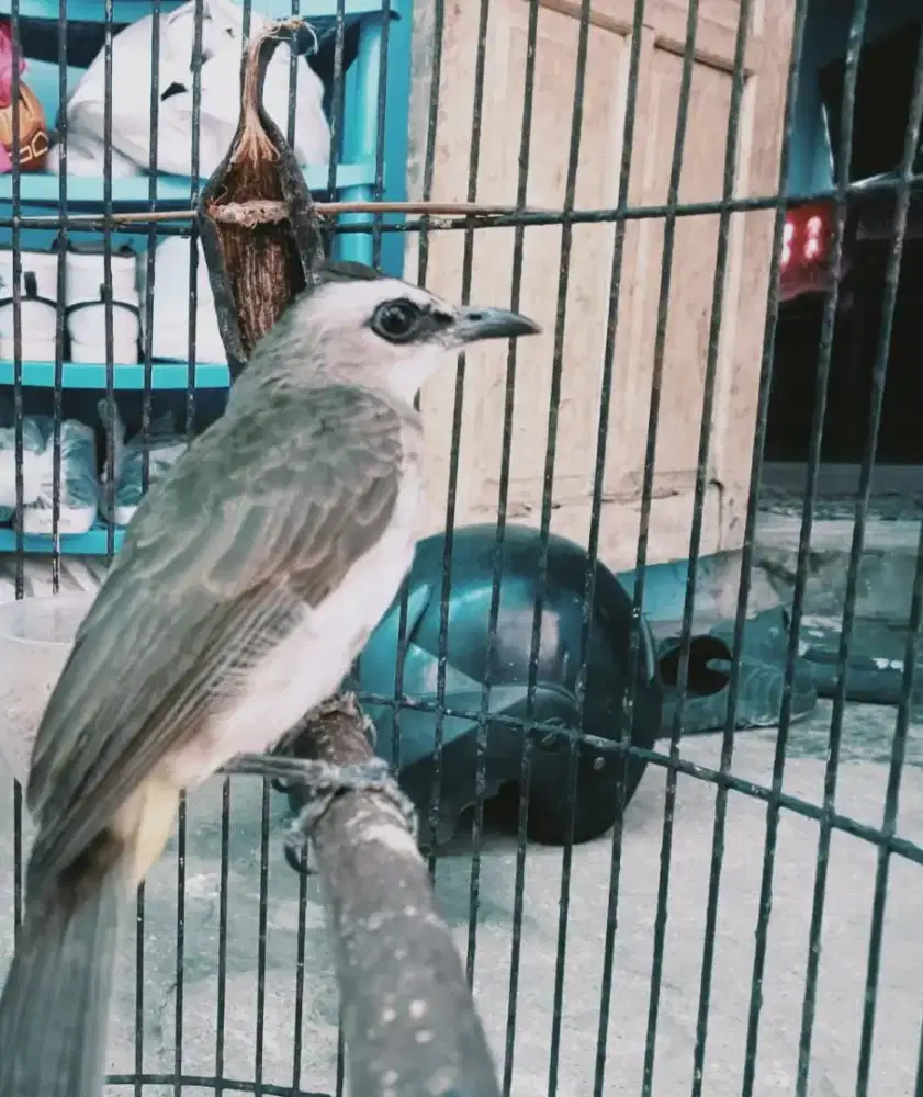 Burung trucukan jantan