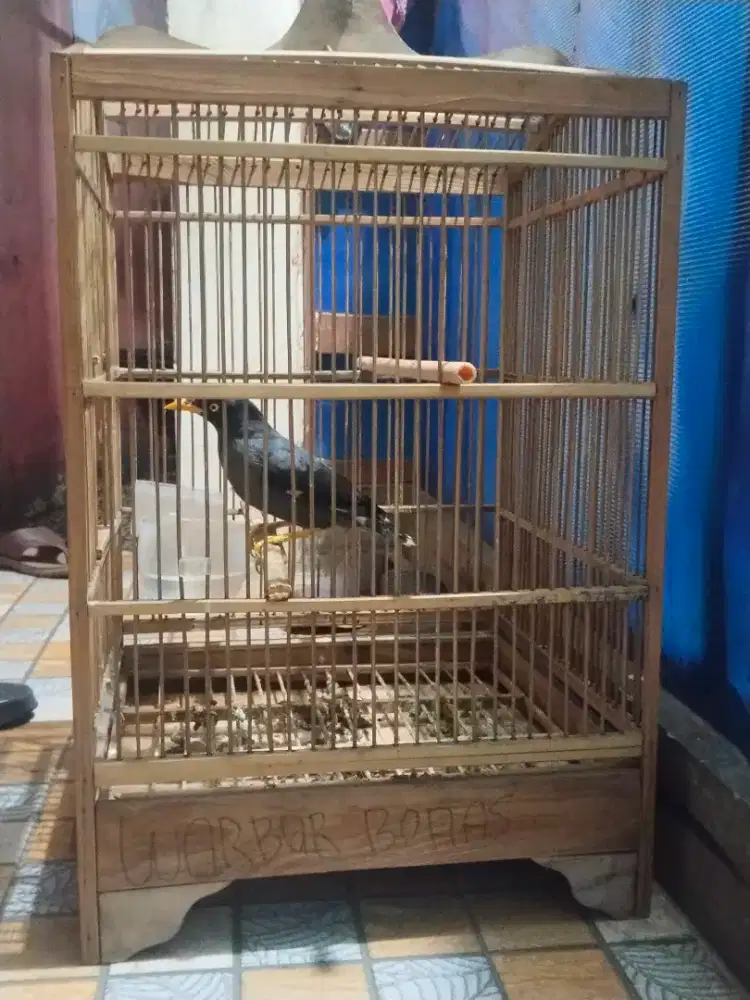 Burung jalak kebo jantan udah bunyi & manggut² + kandang