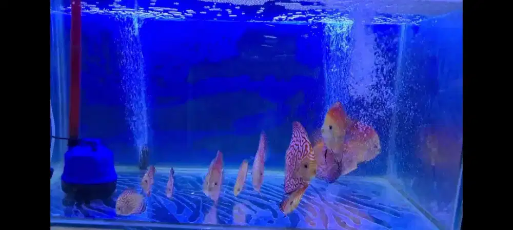 IKAN DISCUS PLUS AQUARIUM DAN FILTERNYA