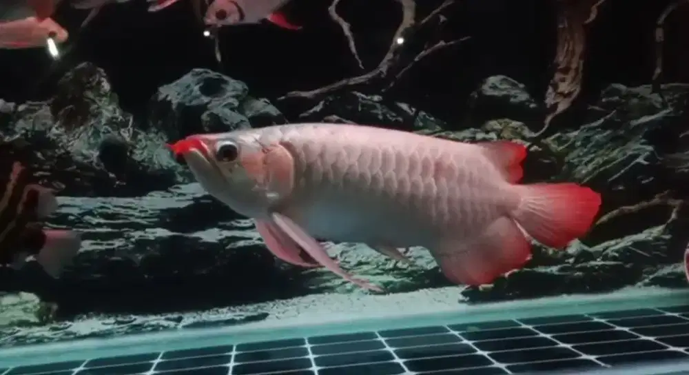 Arowana Super Red Size 50cm