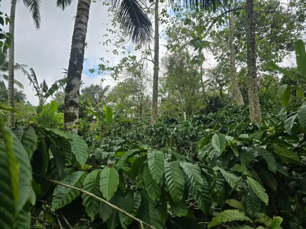Dijual Tanah Kebun Kopi Akses Jalan Hotmik Tabanan Bali