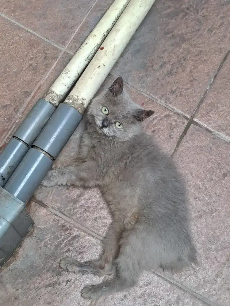 Kucing Kitten Persia Medium