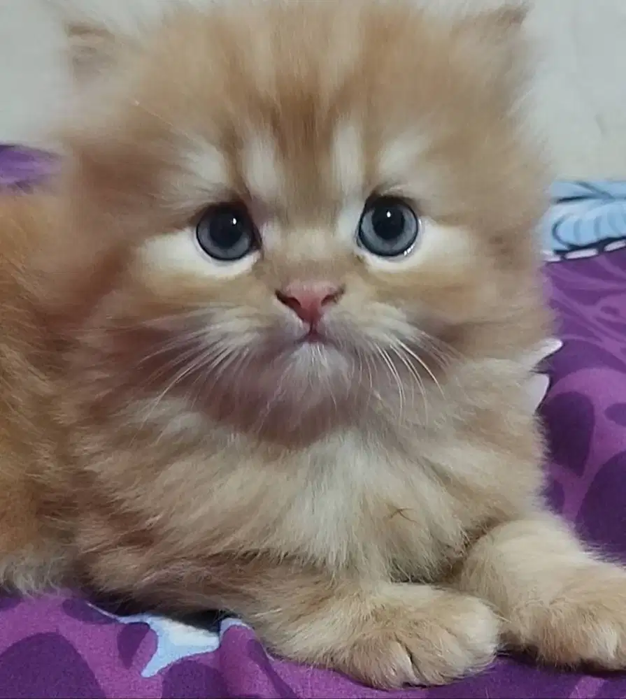Lepas adopsi kitten umur 2 bulan setgh no kutu no jamur