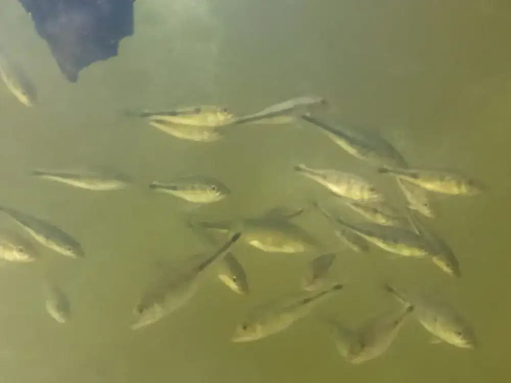 Ikan hias m0n0 pure 5-6 cm kurleb