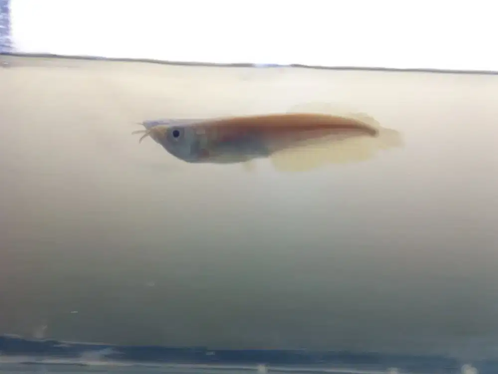 Ikan hias arwana silver albino 15cm kurleb