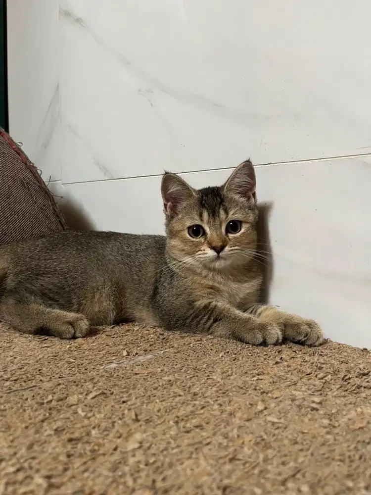 BSH x Scottish Straight