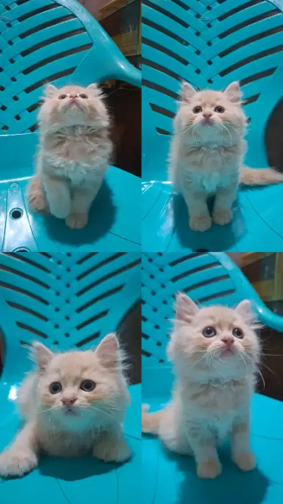 Kitten Si moli gemoy