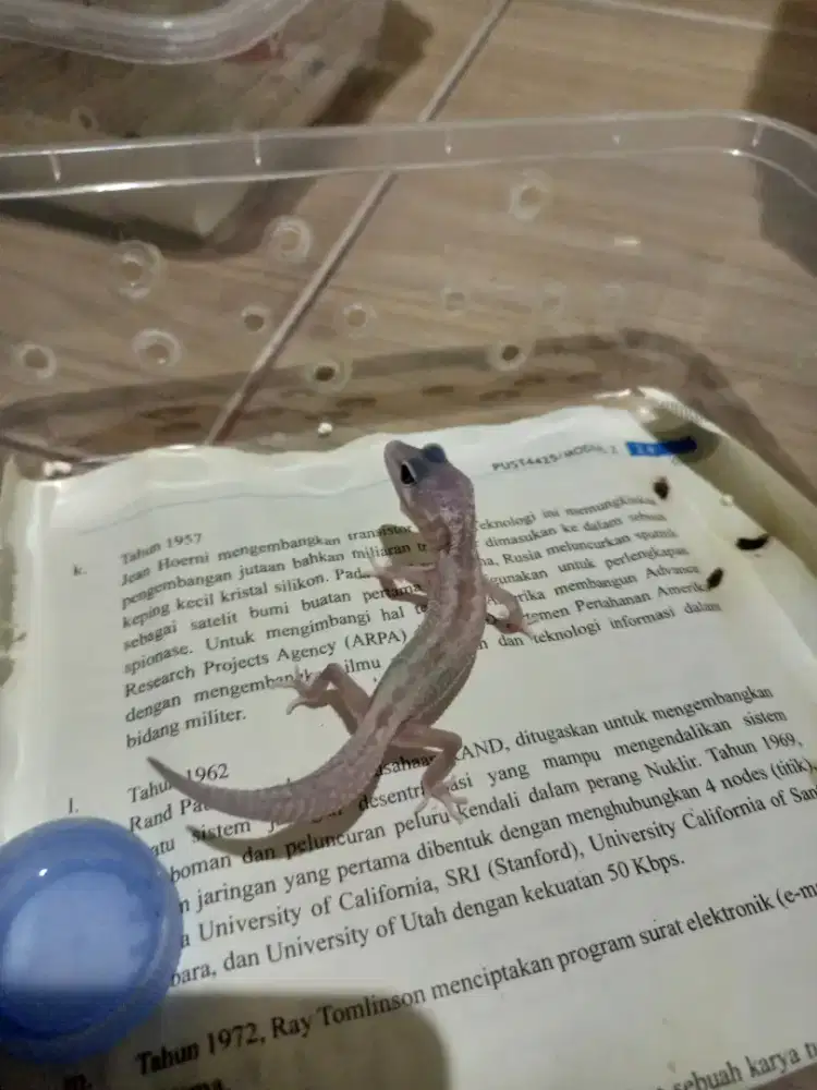 LEOPARD GECKO JAKARTA TIMUR ANAKAN BLACK NIGHT