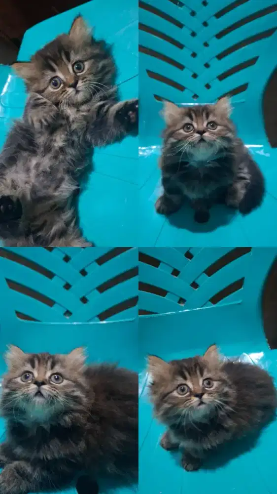 Munchkin si Luna gemoy