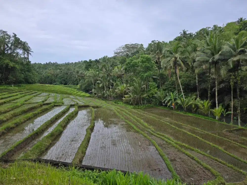 Jual Tanah View Sawah Los Sungai Indah Dan Exotik Tabanan Bali