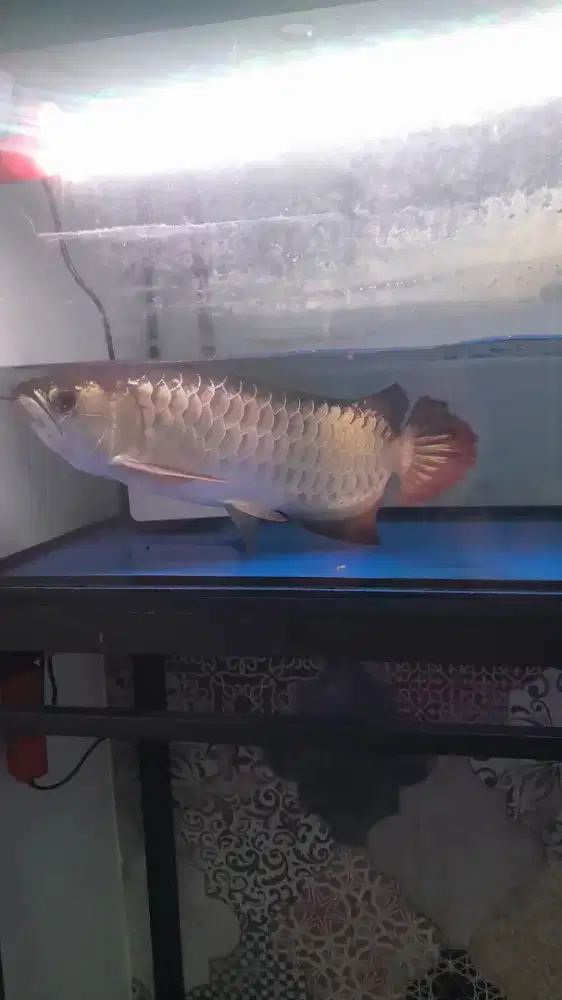 Dijual aquarium beserta arwana