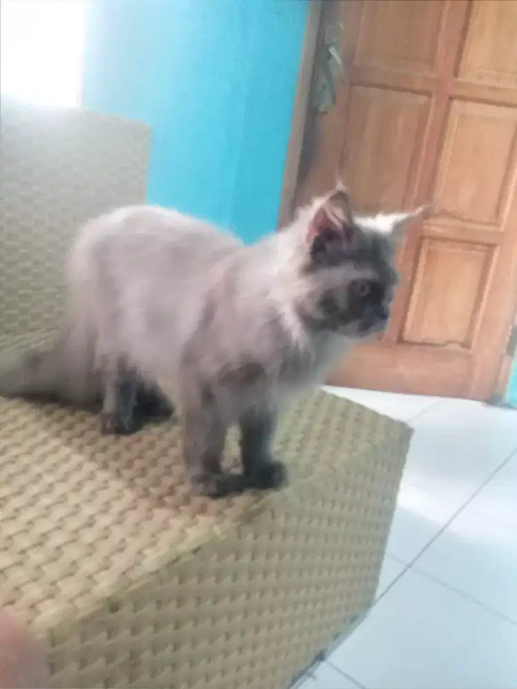 Kucing BLH BLUE JANTAN UMUR 1 TH