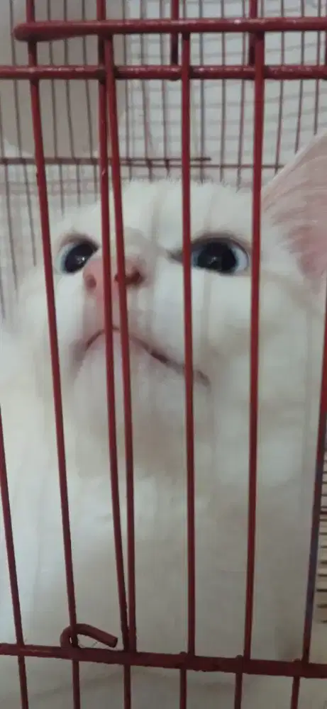 Dijual kucing anggora berbulu full putih jenis kelamin perempuan