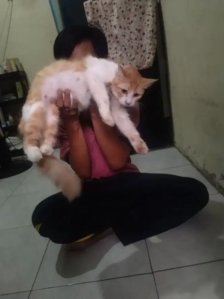 Kucing persia mixdom
