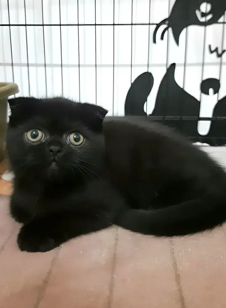 Scottish double fold Jantan