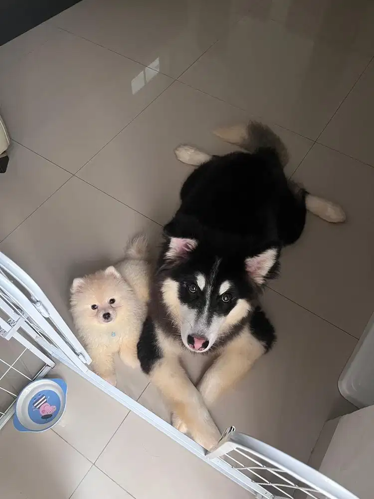 Anjing Alaskan Malamute 4 Bulan Betina