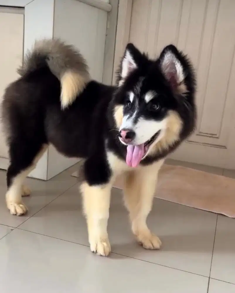 Anjing Alaskan Malamute 4 Bulan Betina