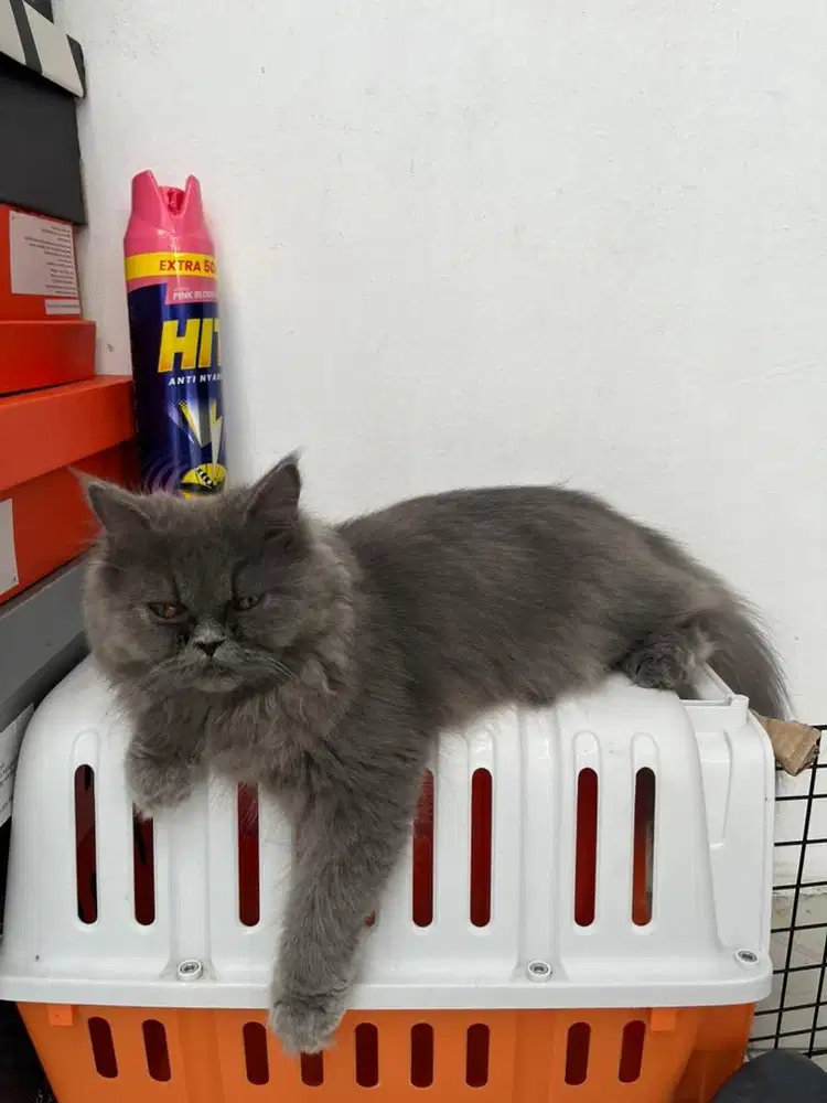 Kucing persia peaknose bulu panjang